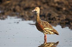 Plumed Whistling-Duck